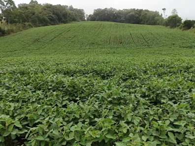 Fazenda/Sítio com 1 Quarto à venda, 217800m² no , Pilar do Sul