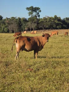 Fazenda/Sítio com 6 Quartos à venda, 16m² no Centro, Jaraguá