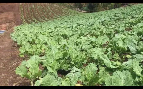Lote/Terreno à venda, 120000m² no Vieira, Teresópolis