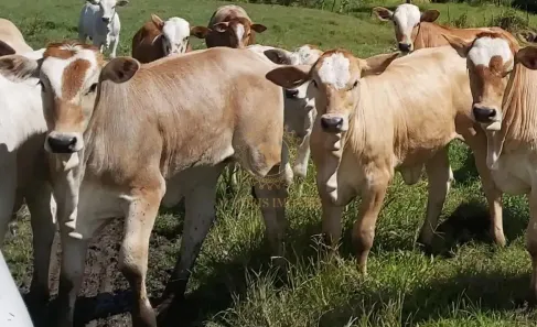 Fazenda/Sítio com 1 Quarto à venda, 100000000m² no , Governador Valadares