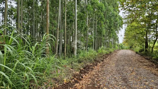 Fazenda/Sítio com 1 Quarto à venda, 124356m² no Centro, São Valentim do Sul