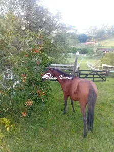 Fazenda/Sítio com 2 Quartos à venda, 18000m² no , Lagoinha
