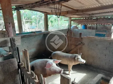 Fazenda/Sítio com 4 Quartos à venda, 98m² no , Leopoldo de Bulhões