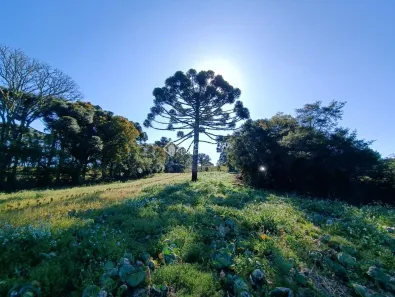 Lote/Terreno à venda, 19271m² no Colônia Murici, São José dos Pinhais