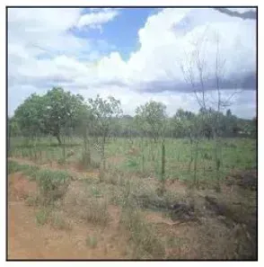 Lote/Terreno à venda, 5000m² no Parque Alvorada II, Luziânia