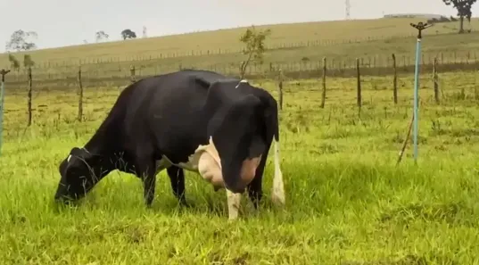 Fazenda/Sítio com 16 Quartos à venda, 1130000m² no , Jaguaquara