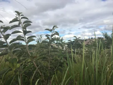 Lote/Terreno à venda, 1800m² no Buritis, Belo Horizonte