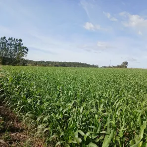 Fazenda/Sítio com 1 Quarto à venda, 169400m² no , Santo Antônio da Alegria