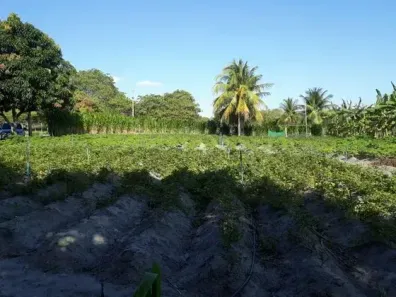 Fazenda/Sítio com 3 Quartos à venda, 15000m² no , Lagoa Salgada