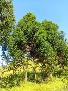 Fazenda/Sítio com 2 Quartos à venda, 100m² no Area Rural de Lagoinha, Lagoinha