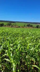Fazenda/Sítio com 3 Quartos à venda, 6350000m² no Área Rural de Formosa, Formosa