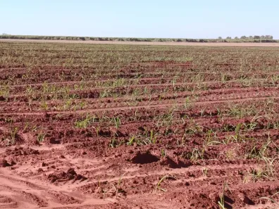 Fazenda/Sítio à venda, 242000m² no , Américo de Campos