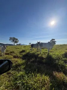 Fazenda/Sítio com 3 Quartos à venda, 242000m² no Timbuí, Fundão