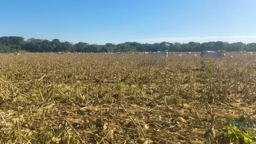 com 4 Quartos à venda, 6300000m² no , Rosário Oeste
