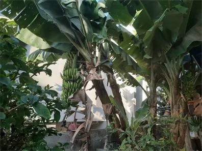 Casa com 3 Quartos à venda, 138m² no Vila Albertina, São Paulo