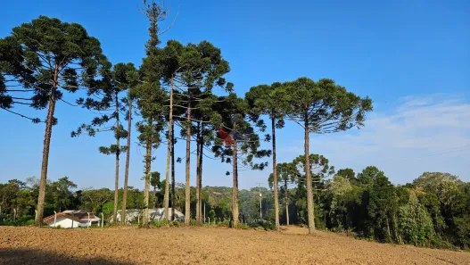 Fazenda/Sítio com 3 Quartos à venda, 187m² no Guajuvira, Araucária