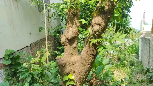 Casa de Condomínio com 4 Quartos à venda, 140m² no Vila Muriqui, Mangaratiba