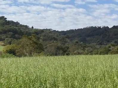 Fazenda/Sítio com 4 Quartos à venda, 300m² no Lerroville, Londrina