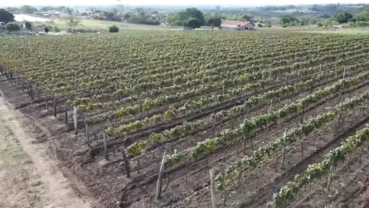 Fazenda/Sítio com 1 Quarto à venda, 5000m² no Chácaras Videiras de Itaici, Indaiatuba