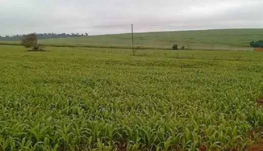 Fazenda/Sítio à venda, 121000m² no , Miraselva