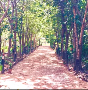 Fazenda/Sítio com 4 Quartos à venda, 4000m² no Varginha, Santo Antônio de Leverger