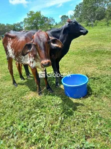 Fazenda/Sítio à venda, 288000m² no , Coração de Jesus