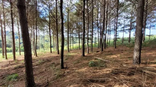 Lote/Terreno à venda, 290000m² no Rio do Salto, Cascavel