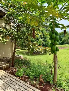 Fazenda/Sítio com 3 Quartos à venda, 5000m² no , Santo Antônio de Goiás