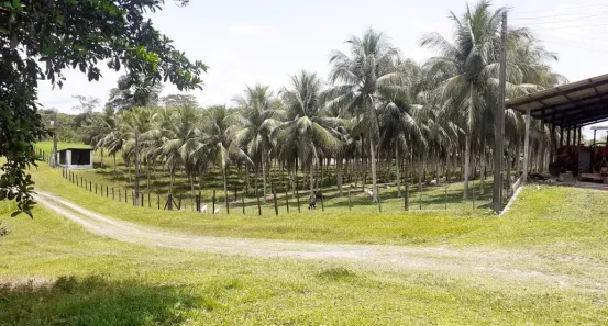 Fazenda/Sítio à venda, 10360000m² no , Manaus