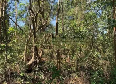 Lote/Terreno à venda, 4090m² no São Sebastião das Águas Claras, Nova Lima