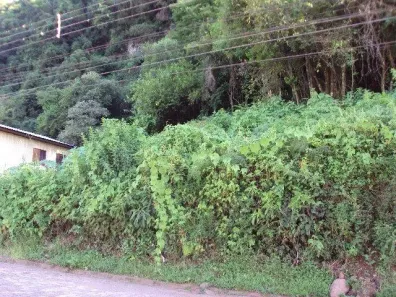 Lote/Terreno à venda, 4851m² no Galópolis, Caxias do Sul