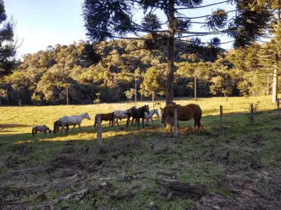 Fazenda/Sítio com 5 Quartos à venda, 3681067m² no Zona Rural, Tijucas do Sul