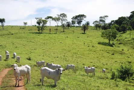 Fazenda/Sítio com 3 Quartos à venda, 387200m² no S Central, Terezópolis de Goiás