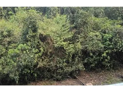 Lote/Terreno à venda, 26557m² no Galópolis, Caxias do Sul