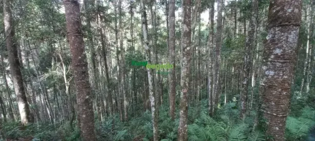 Fazenda/Sítio à venda, 242000m² no Centro, Marmelópolis