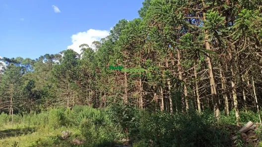 Fazenda/Sítio à venda, 2662000m² no Centro, Delfim Moreira