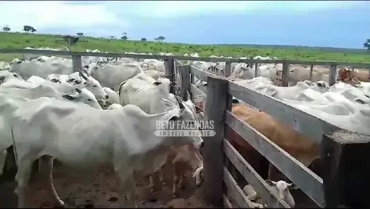 Fazenda/Sítio à venda, 31500000m² no , Paranatinga