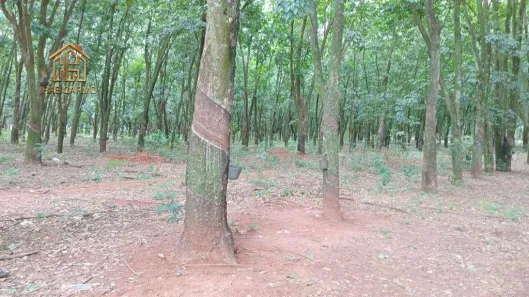 Fazenda/Sítio com 2 Quartos à venda, 177000m² no Zona Rural, Jaci