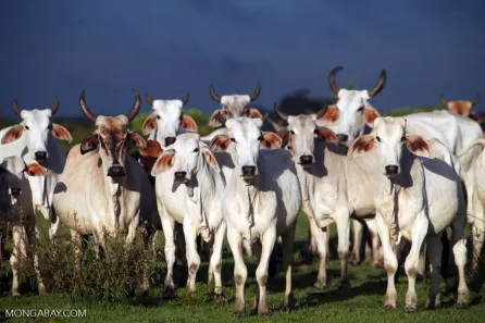 Fazenda/Sítio à venda, 800m² no Porto Seguro, Porto Seguro