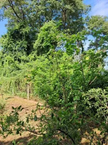 Fazenda/Sítio com 1 Quarto à venda, 1000m² no Estância Santa Ana (Zona Rural), São José do Rio Preto
