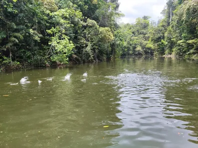 Fazenda/Sítio à venda, 8084990m² no Zona Rural, Rio Preto da Eva