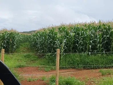 Fazenda/Sítio à venda, 2030000m² no Nossa Senhora das Graças, Governador Valadares