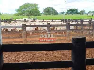 Fazenda/Sítio à venda, 500m² no , Conceição do Araguaia
