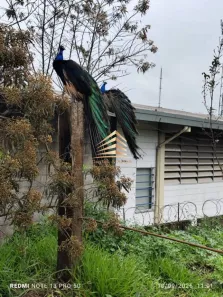 Lote/Terreno para alugar, 10000m² no Jardim Santo Afonso, Guarulhos