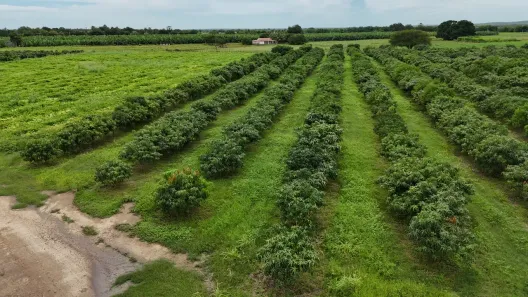 Fazenda/Sítio com 8 Quartos à venda, 620000m² no , Açu