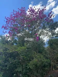 Fazenda/Sítio com 3 Quartos à venda, 200m² no Área Rural de Uberlândia, Uberlândia