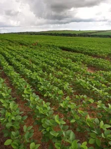 Fazenda/Sítio à venda, 20420000m² no , Formoso