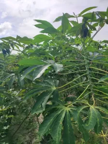 Fazenda/Sítio com 3 Quartos à venda, 80000m² no , Macaíba