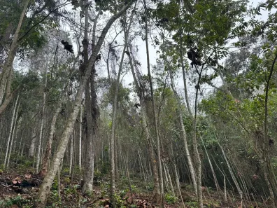 Lote/Terreno à venda, 750m² no Ipiabas, Barra do Piraí