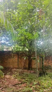 Fazenda/Sítio com 4 Quartos à venda, 1950m² no Tenoné, Belém